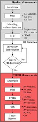 A Large Animal Model of Right Ventricular Failure due to Chronic Thromboembolic Pulmonary Hypertension: A Focus on Function